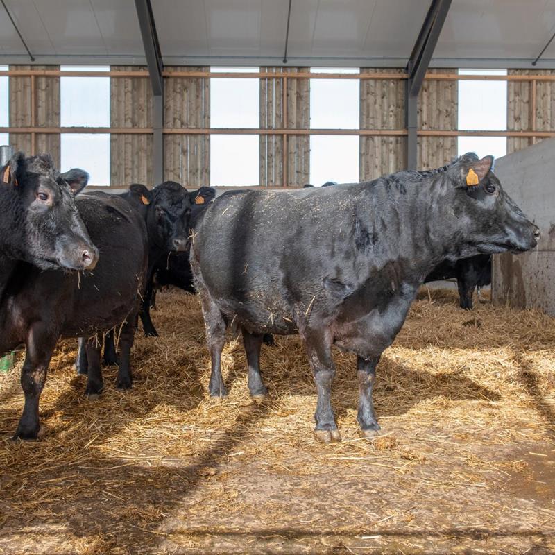 Unsere Black Angus-Rinder im offenen Stall