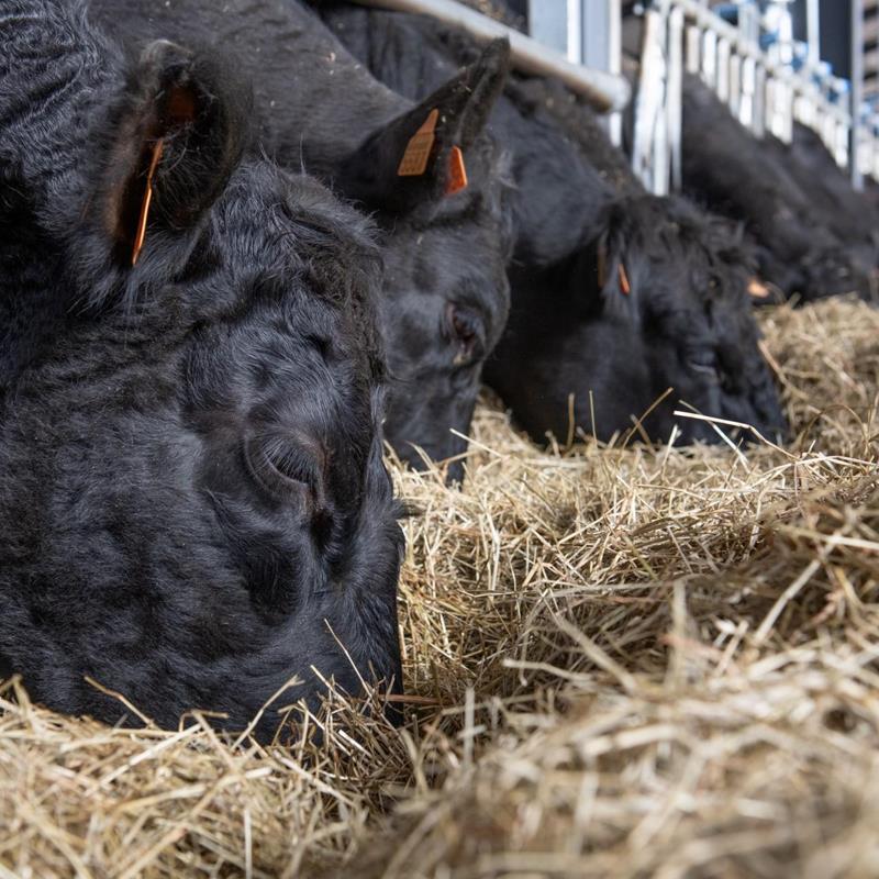 Vous voulez distribuer du bœuf Black Angus ?