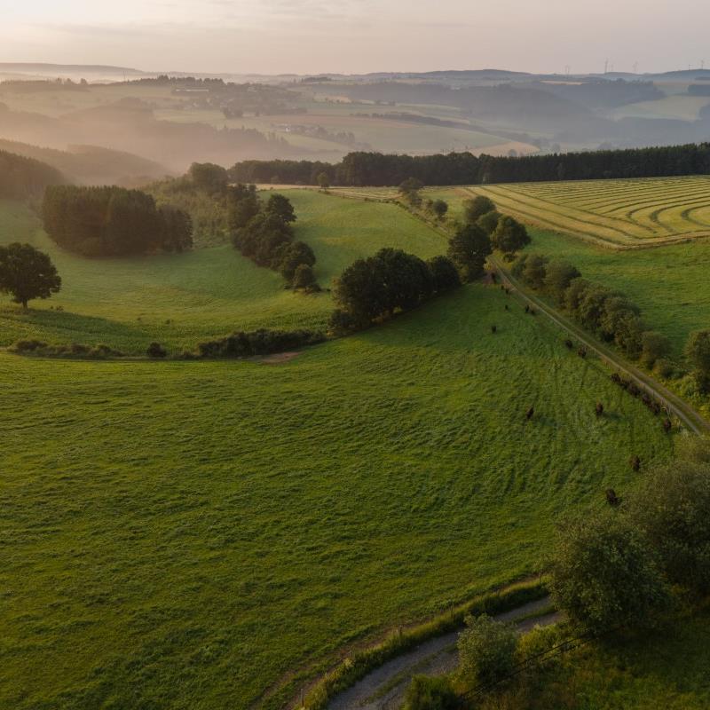 Weitläufige Weiden - Nur das Beste fürs Rind