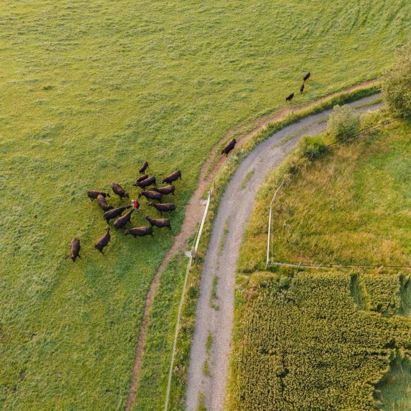 Viele Quadratmeter für wenig Tiere