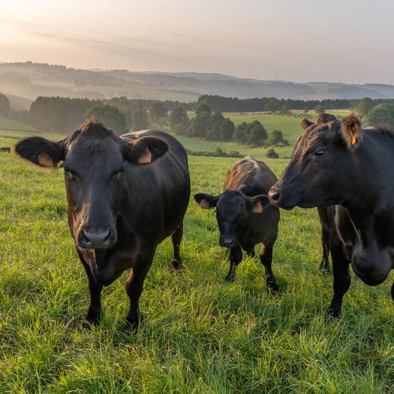 Black Angus Rinder - Eine schottische Fleischrasse