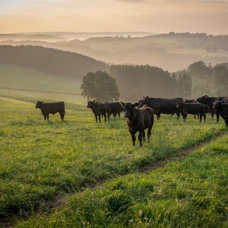 Le bien-être des animaux est notre priorité absolue