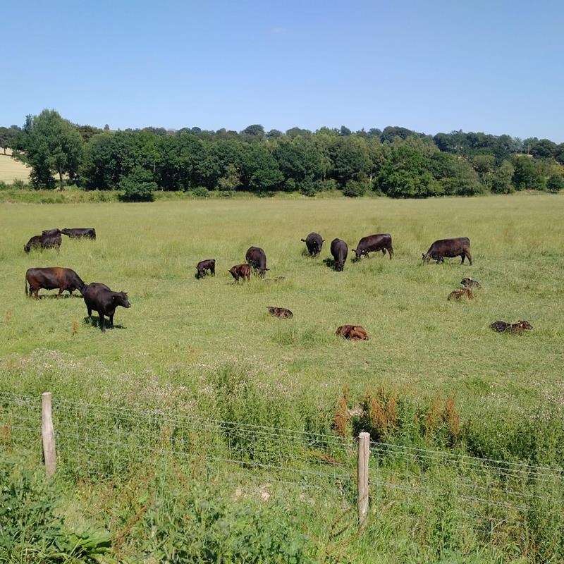 Nachhaltige und natürliche Tierhaltung