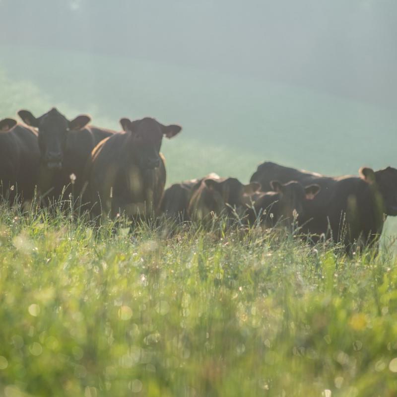 Eifel Angus Farm