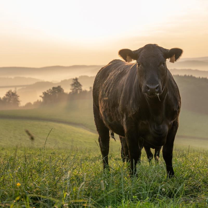 Eifel Angus Farm