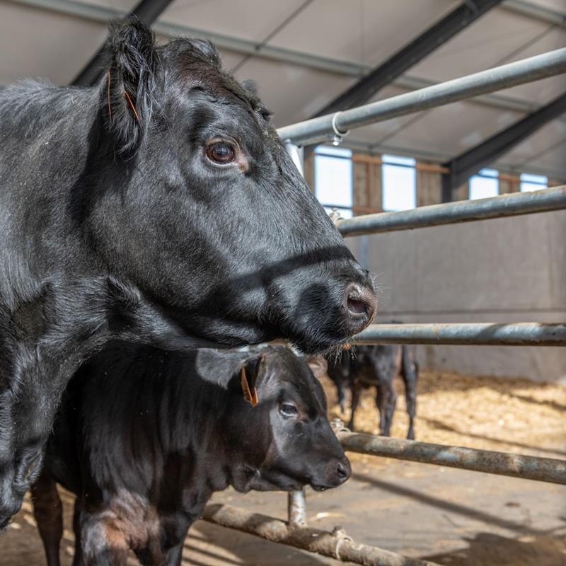 Relation proche entre vache et veau